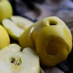 Herefordshire Russet Apple Tree -Plant Seeds Store FRU0200 2