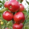 Worcester Pearmain Apple Tree -Plant Seeds Store FRU0202 1