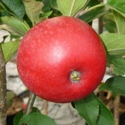 Worcester Pearmain Apple Tree -Plant Seeds Store FRU0202 2
