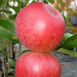 Worcester Pearmain Apple Tree -Plant Seeds Store FRU0202 3