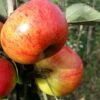 Sunset Apple Tree -Plant Seeds Store FRU0204 1