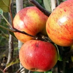 Sunset Apple Tree -Plant Seeds Store FRU0204 3