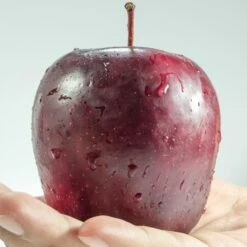 Spartan Apple Tree -Plant Seeds Store FRU0207 1