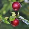 Spartan Apple Tree -Plant Seeds Store FRU0207 3
