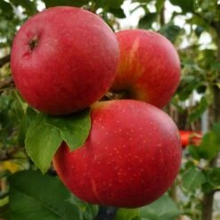 Endless Apples Collection | Scrumptious, Braeburn Hillwell, James Grieve & Red Windsor -Plant Seeds Store FRU0209 1 a5689da6 17fb 4563 9df5 0946950bfc4d
