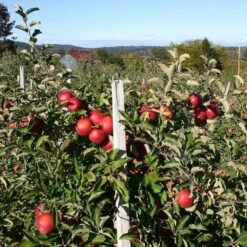 Scrumptious® Apple Tree 15 Scrumptious® Apple Tree -Plant Seeds Store FRU0209 2