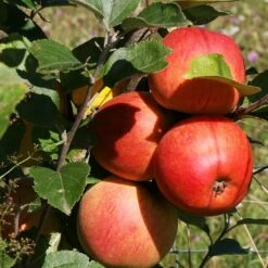 Scrumptious® Apple Tree 14 Scrumptious® Apple Tree -Plant Seeds Store FRU0209 3
