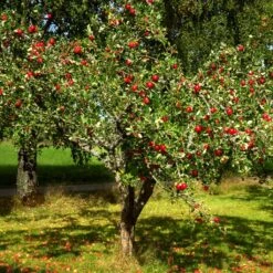 Red Windsor® Apple Tree -Plant Seeds Store FRU0210 4