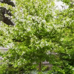 Red Windsor® Apple Tree -Plant Seeds Store FRU0210 5