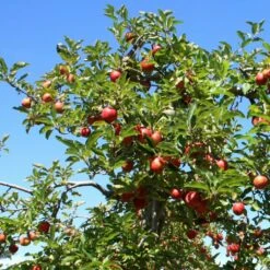 Red Windsor® Apple Tree -Plant Seeds Store FRU0210 6