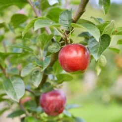 Red Windsor® Apple Tree -Plant Seeds Store FRU0210 7