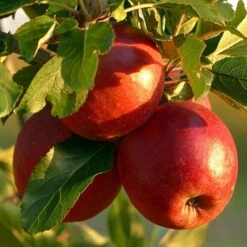 Endless Apples Collection | Scrumptious, Braeburn Hillwell, James Grieve & Red Windsor -Plant Seeds Store FRU0211 1 ae69a14f 1ac4 4185 94af 68f2d89857c1