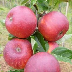 Red Windsor® Apple Tree -Plant Seeds Store FRU0211 2