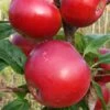 Red Devil Apple Tree 2 Red Devil Apple Tree -Plant Seeds Store FRU0213 1