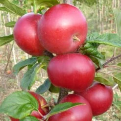 Red Devil Apple Tree -Plant Seeds Store FRU0213 2