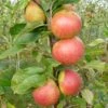 Laxton's Superb Apple Tree 2 Laxton's Superb Apple Tree -Plant Seeds Store FRU0215 1
