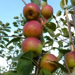 Laxton's Superb Apple Tree -Plant Seeds Store FRU0215 2