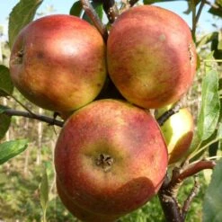 Laxton's Superb Apple Tree -Plant Seeds Store FRU0215 3