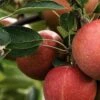 Katy Apple Tree -Plant Seeds Store FRU0217 2