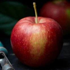 Jonagold Apple Tree 8 Jonagold Apple Tree -Plant Seeds Store FRU0219 2