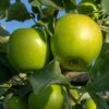 Granny Smith Apple Tree -Plant Seeds Store FRU0227 1