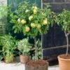 Golden Delicious Apple Tree -Plant Seeds Store FRU0228 1