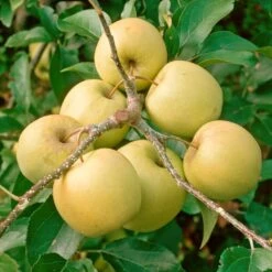 Golden Delicious Apple Tree -Plant Seeds Store FRU0228 2