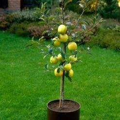 Golden Delicious Apple Tree -Plant Seeds Store FRU0228 3