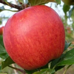 Gala Apple Tree 10 Gala Apple Tree -Plant Seeds Store FRU0231 3