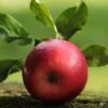Fiesta Apple Tree -Plant Seeds Store FRU0233 1