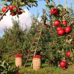 Fiesta Apple Tree 9 Fiesta Apple Tree -Plant Seeds Store FRU0233 2