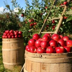 Fiesta Apple Tree 11 Fiesta Apple Tree -Plant Seeds Store FRU0233 3