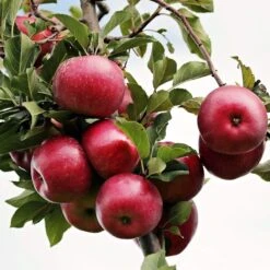 Fiesta Apple Tree 10 Fiesta Apple Tree -Plant Seeds Store FRU0233 4