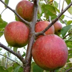 Falstaff Apple Tree -Plant Seeds Store FRU0235 1