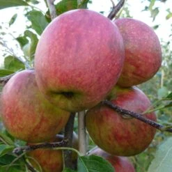 Falstaff Apple Tree -Plant Seeds Store FRU0235 2