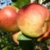 Falstaff Apple Tree 2 Falstaff Apple Tree -Plant Seeds Store FRU0235 3