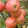 Elstar Apple Tree -Plant Seeds Store FRU0239 1