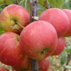 Elstar Apple Tree 9 Elstar Apple Tree -Plant Seeds Store FRU0239 2