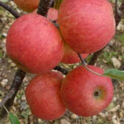 Elstar Apple Tree 10 Elstar Apple Tree -Plant Seeds Store FRU0239 3
