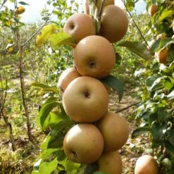 Best Apple Trees For Any Purpose | Growers' Choice -Plant Seeds Store FRU0241 1 c43ea40e e824 4bf5 b169 8efa7582996d
