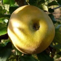 Egremont Russet Apple Tree Dwarfing Rootstock -Plant Seeds Store FRU0241 2