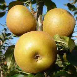 Egremont Russet Apple Tree Dwarfing Rootstock -Plant Seeds Store FRU0241 3