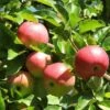'Discovery' Semi-Dwarf Apple Tree -Plant Seeds Store FRU0242 4