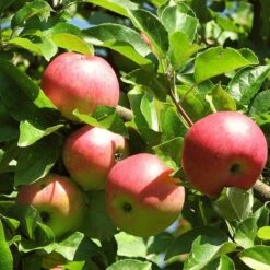 3 Super Easy To Grow Fruit Trees | Apple, Fig & Plum 13 3 Super Easy To Grow Fruit Trees | Apple, Fig & Plum -Plant Seeds Store FRU0242 4 01c16f68 dc73 45ca a14e d99d9c1fc13c