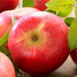 'Discovery' Semi-Dwarf Apple Tree -Plant Seeds Store FRU0242 6