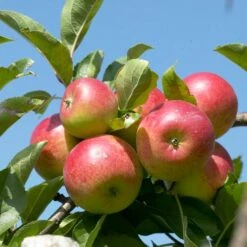 Cross-Pollinating Apple Collection | Bramley, Gala & Discovery -Plant Seeds Store FRU0243 1 15ec1a5b 1906 4911 bd4c 19e8b2d68520