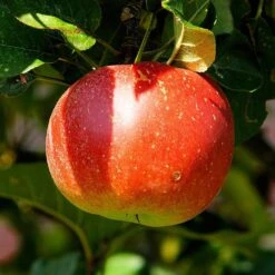 'Discovery' Semi-Dwarf Apple Tree -Plant Seeds Store FRU0243 2