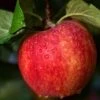 Braeburn Hillwell Apple Tree 2 Braeburn Hillwell Apple Tree -Plant Seeds Store FRU0249 1