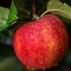 Complete Orchard Collection | Apple, Cherry, Pear, Plum Trees -Plant Seeds Store FRU0249 1 f30010da ea89 4afc 9e65 0cfc91a8eae1