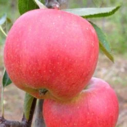 Braeburn Hillwell Apple Tree -Plant Seeds Store FRU0249 2